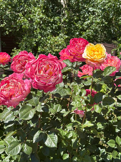 The image depicts a close-up of a rose bush with several pink and one yellow rose in bloom. The roses are the primary subjects, with intricate petal structures and vibrant colors. They are situated in a garden setting, with lush green foliage and dappled sunlight. In the background, a blurred wooden structure and dense green trees are visible, suggesting an outdoor environment. The scene is set in the city of Sary-Oy, Kyrgyzstan.