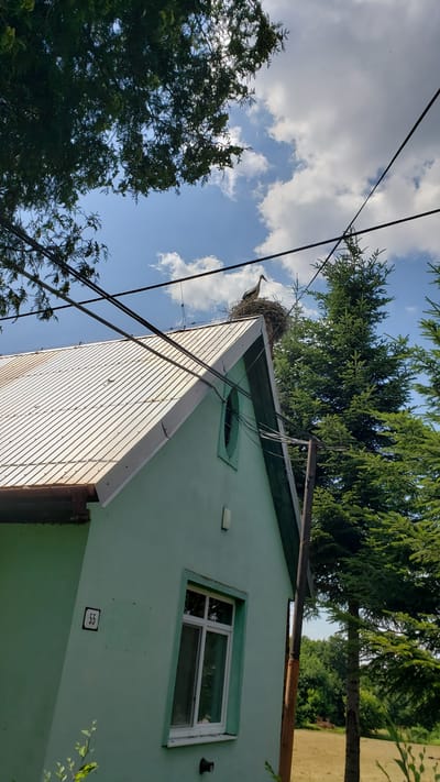 This low-angle, rotated image depicts a light green house with a prominent stork's nest on its roof. A stork stands within the nest, facing left. The house has a white-paneled gable end and a rectangular window with white framing. Below the window, a small, square plaque with the number "55" is visible on the house's exterior. Overhead, power lines crisscross the frame, and large evergreen trees frame the scene. The sky is blue with scattered white clouds, suggesting fair weather. The sun is casting highlights on the house's siding, indicating it is likely daytime, possibly late afternoon due to the angle of the shadows. The overall setting appears to be a rural or suburban environment, consistent with the provided location context of Vyšné Nemecké, Slovakia. The image captures a moment of nature interacting with human habitation, with the stork's nest on the house being the central focus.