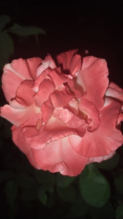 A close-up, vertical, full-frame shot shows a fully bloomed, coral-pink rose against a dark, out-of-focus background. The rose is positioned in the center of the frame, with its petals unfurling inwards to reveal a complex, ruffled center. The lighting highlights the soft texture and delicate folds of the petals, creating subtle shadows and highlights. Faint hints of green foliage are visible in the lower portion of the background. The image appears to be taken at night, given the deep darkness of the background, and the flower's coloration suggests it might be illuminated by artificial light. There is no indication of a specific location within Neoi Epivates, Greece, as the image focuses solely on the rose.