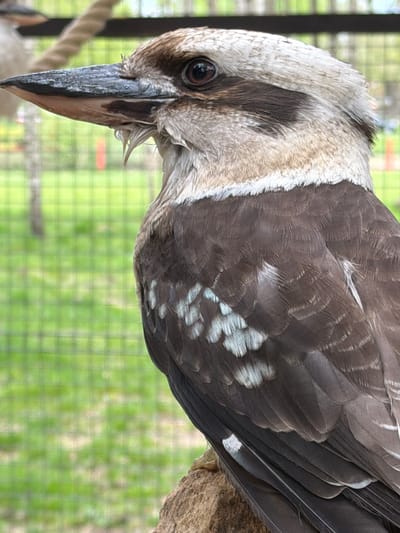 Close-up view of a blue-winged kookaburra perched on a branch. The bird has a mottled gray head with a dark eye and a long, heavy beak. Its feathers are a mix of brown and gray, with some white markings. The background shows a green, out-of-focus grassy area behind a wire fence. The location is Ķekava, Latvia.