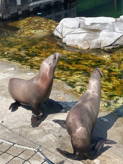 The image depicts two sea lions resting on a concrete embankment beside a body of water. The sea lion on the left is standing on its hind flippers, with its head tilted upwards. The sea lion on the right is lying down, facing away from the camera. The water is murky and appears to have algae growing in it. In the background, a wooden structure and a large rock are visible. The scene is likely part of a zoo or marine park, possibly the Pairi Daiza park in Cambron-Casteau, Belgium, which is known for its marine animal exhibits.