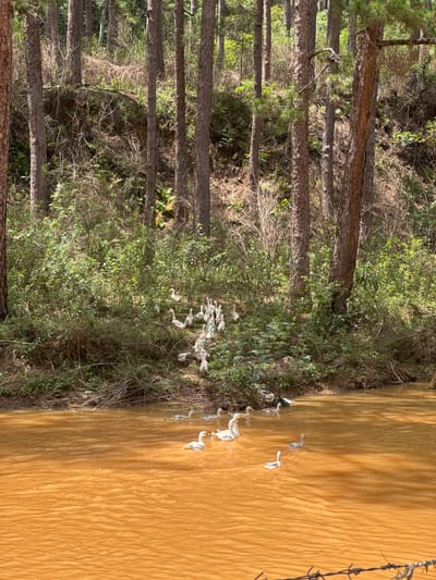The image shows a forest edge bordering a muddy, orange-colored body of water, possibly a river or pond. The forest consists of tall, thin trees with brown bark and green foliage visible higher up. Undergrowth is present, comprising bushes and smaller plants. Along the water's edge, some trash or debris is visible. The water is murky and reflects sunlight, creating a textured surface. On the right side of the frame, there is a portion of a barbed wire fence. Based on the description, it could be located in or near Lang Biang - Đà Lạt, Vietnam, given that it contains forest and a water source.
