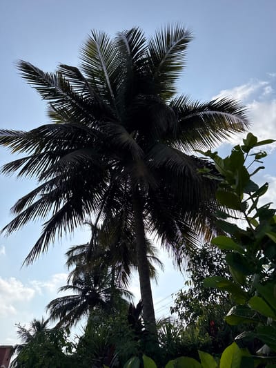 The image, likely taken in Marra, India, shows a low-angle view of palm trees against a light blue sky with scattered white clouds. The palm fronds are dark, almost silhouetted, contrasting with the brighter sky. Other types of trees and foliage are visible in the upper right corner of the frame. The composition suggests the perspective of someone looking upwards from beneath the trees.