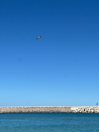 A clear, bright blue sky occupies most of the frame, with a single bird flying in the upper left quadrant. To the right, a concrete breakwater with tetrapod armor stones separates the sky from the blue water. A green navigational marker is visible atop the breakwater. This scene depicts the coastline of M'Diq ⵎⴹⵢⴰⵇ المضيق, Morocco.