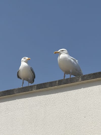 Two seagulls are perched on the edge of a textured, light-colored wall under a clear blue sky. The seagull on the left is facing slightly to the right, with its head tilted upwards. The seagull on the right is facing to the left, with its beak slightly open. The wall appears to be part of a building. The scene suggests an outdoor environment, possibly a coastal area in Trouville-sur-Mer, France, given the presence of seagulls.