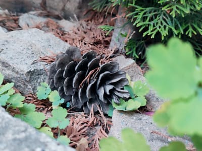 A close-up, slightly angled outdoor shot depicts a large, dark gray pinecone resting on a bed of dry, reddish-brown pine needles. The pinecone is partially obscured by small, bright green clover-like leaves growing around it. In the background, textured gray rocks and dark green, feathery foliage, likely from a conifer tree, are visible. The scene appears to be a natural or garden setting, possibly in Makiivka, Ukraine, given the provided context. There are no people or animals present, and no discernible actions or interactions are occurring. The lighting is overcast, creating soft shadows.