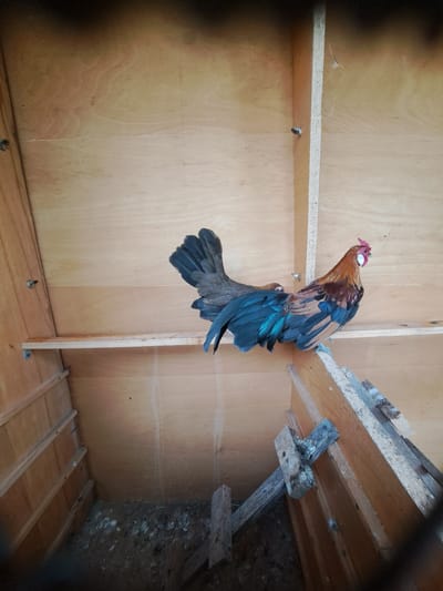 The image shows two chickens in a wooden coop, likely in Novi Iskar, Bulgaria. The coop has wooden walls and shelves. One chicken is a rooster with brown, black, and iridescent blue feathers. The other chicken appears to be a hen with brown and black feathers. They are standing on a shelf within the coop. The floor of the coop is covered with dirt and some white debris.