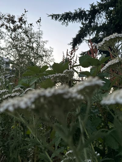 A low-angle, close-up, outdoor shot captures a garden area with various plants in the foreground and middle ground. Dominating the foreground are blurred white flower clusters and green foliage, some of which appear frosted or dew-covered. Behind these, a mix of green leaves and reddish seed stalks are visible. In the background, a large evergreen tree branches out across the top right portion of the frame, against a clear, pale sky. To the left, more greenery and trees are present, with a hint of a building structure partially visible through the foliage. The lighting suggests it is either early morning or late evening. The scene is located in Lynnwood, United States.