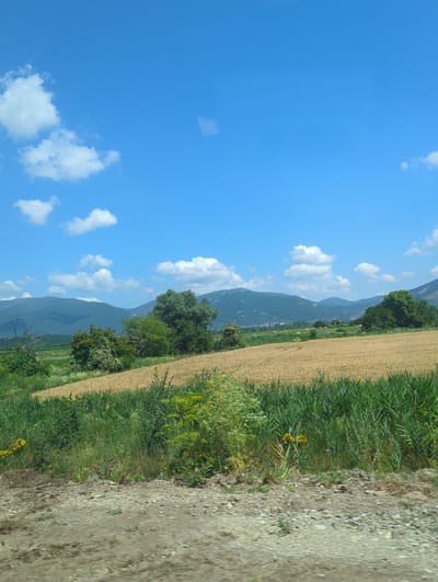 The image depicts a landscape scene, oriented vertically. The sky is a vibrant blue, dotted with scattered white clouds. In the midground, a field of golden crops, likely wheat or barley, stretches across the frame. Adjacent to the field is a lush green area with tall grass and some scattered yellow wildflowers. Further in the distance, a range of dark, undulating mountains forms the backdrop. The mountains are partially obscured by trees. The foreground shows a rough, gravelly path or road running along the edge of the greenery. The scene appears to be set during the daytime, under clear weather conditions, suggesting a sunny day. There is no visible text in the image. The overall impression is one of a rural, agricultural setting, possibly in Bulgaria, given the location context.