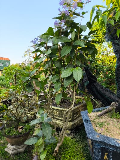 The image depicts an outdoor garden scene in Thành phố Quảng Ngãi, Vietnam, under clear blue daylight. The central subject is a multi-stemmed plant with numerous ovate green leaves and clusters of small, pale purple flowers, potted in a large, ornate square container featuring gold relief patterns against a dark background. To the immediate left, a smaller plant with reddish-green leaves resides in a dark brown round pot resting on a grey octagonal pedestal. Further left, a two-story building with green siding, white-framed windows, and an orange tiled roof is visible in the distance, partially obscured by other green foliage. To the right of the central plant, a large tree trunk or branch, partially wrapped in a dark mesh material, rises vertically. In the lower right foreground, a section of another rectangular planter with a textured dark grey and blue finish, containing sandy soil, is visible. The ground beneath the pots is covered with green grass and some exposed soil. No people or active interactions are present in the frame.