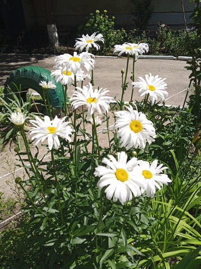 A cluster of large white daisies with yellow centers is in full bloom in an outdoor setting. The daisies are of varying sizes and stages of development, with some buds visible. The flowers are surrounded by lush green foliage and are positioned in front of a paved area. In the background, a dark-colored fence and some vegetation can be seen. To the left, a green, circular object, possibly a painted tire, is partially visible. The scene appears to be a well-maintained garden or park area, likely in the city of Rozhdestvenskaya, Russia, given the context provided, suggesting a bright, sunny day.