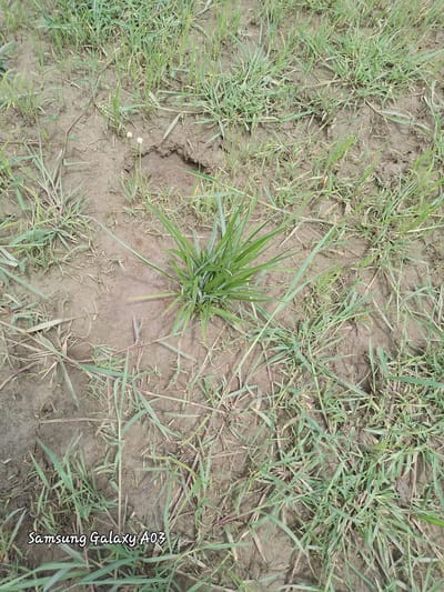 The image depicts a patch of soil with sparse green grass, indicative of a rural or uncultivated outdoor environment. The soil appears dry and cracked in some areas, with a small indentation or hole visible in the center. A cluster of grass is prominently featured in the mid-ground. In the lower left corner of the image, the text "Samsung Galaxy A03" is watermarked. The scene is likely a ground-level view of an open area, possibly a field or roadside, in Angwan Hausawa, Nigeria. There are no people or animals present in the image.