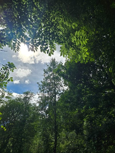 The image is a vertical, low-angle shot of a forest canopy and the sky above, taken from within the forest. Lush green leaves from various trees dominate the upper portion of the frame, some silhouetted against the bright sky. Sunlight filters through the leaves, creating dappled light effects. In the background, the sky is blue with scattered white clouds, and the sun is visible, partially obscured by leaves and clouds. The lower part of the image shows more trees and dense foliage, with a single, taller tree trunk visible in the center. The scene suggests a natural, wooded environment. There is no indication of the city of Pontagna, Italy, within the image itself.