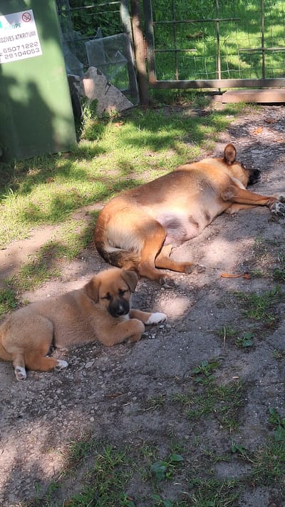 A tan and brown adult dog and a light brown puppy are sleeping on the ground in a yard in an unknown city in Latvia. The adult dog is lying on its side with its eyes closed, and the puppy is lying on its stomach with its head resting on its paws. There is a green dumpster to the left of the dogs, and a metal fence in the background. The ground is a mix of dirt and grass, and there are some broken pieces of glass and concrete near the dumpster. Sunlight is filtering through the trees, casting shadows on the ground.