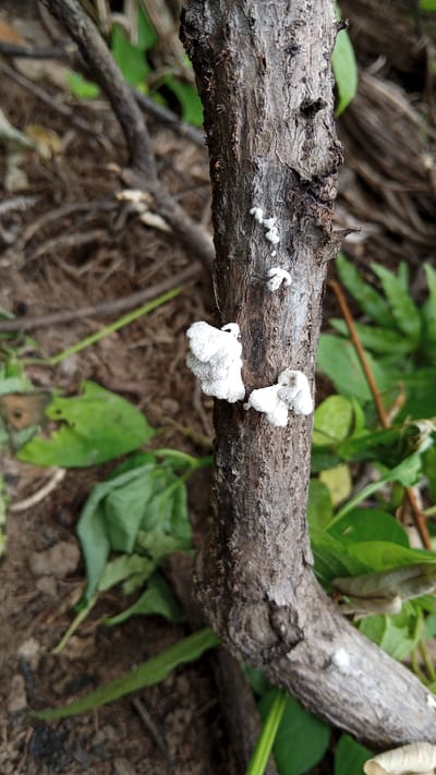 A close-up, eye-level, full shot shows a dead, rough-barked tree branch with white, cottony growths, likely fungi, attached to its surface. The branch is positioned diagonally, from the bottom left to the top right of the frame. The background is a blurry mix of brown soil, fallen leaves, and green foliage, suggesting an outdoor, natural environment. The lighting is soft and diffused, indicating an overcast day or shaded area. The scene is devoid of human presence or any discernible action. The location is identified as Meunasahdayah, Indonesia.
