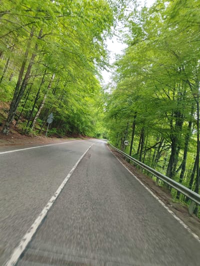 The image displays a winding asphalt road cutting through a dense, verdant forest in Barziya, Bulgaria. The road, appearing to be two lanes wide, is marked by a solid white line down its center and dashed white lines along its shoulders.

The forest is characterized by lush, bright green foliage, indicative of either spring or early summer. Tall deciduous trees, some exhibiting light-colored bark on the left side of the road, form a thick canopy that arches overhead, allowing only a diffused view of the bright, overcast sky. On the right side of the road, a silver metal guardrail extends into the distance, separating the pavement from a forested slope. The left side is bordered by a rising bank densely covered with trees.

Two triangular warning signs are visible. On the left, a sign featuring a dark, unidentifiable symbol on a white background is posted on the roadside bank. Further down the road on the right, another triangular sign clearly displays a symbol indicating wildlife crossing, typically representing a deer or moose, common in forested regions.

The scene is illuminated by the soft light of an overcast daytime sky, contributing to the vibrant appearance of the green vegetation. The road surface appears dry. The absence of people or vehicles highlights the serene and natural character of the forest road, suggesting a peaceful journey through the wilderness.