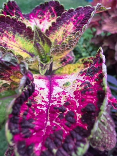 This is a close-up, macro photograph of the colorful leaves of a coleus plant. The leaves display a vibrant pattern of magenta, deep purple, yellow, and green. The texture of the leaves is detailed, with ruffled edges and mottled coloring. Some areas show a speckled appearance with dark purple or black spots against the brighter magenta and white. The background is blurred, suggesting a garden setting with other foliage and green plants visible. The lighting appears natural, possibly daylight, but no specific time of day or weather conditions are discernible. There are no people, text, or specific events depicted. The focus is entirely on the intricate beauty and coloration of the plant's leaves. The location context of Kalach-na-Donu, Russia, does not provide any visually evident clues within the image itself.