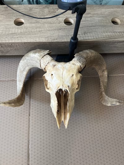 This media file features a close-up, rotated view of a ram's skull with prominent, curved horns. The skull is bone-colored and appears weathered, with visible openings and hollow areas in its structure. The horns are a light tan color, with a textured surface that suggests age and natural growth patterns.
The skull is mounted on a dark-colored stand, which is attached to a wooden plank. The plank has a rustic, light brown wood grain and features two circular holes. To the left of the plank, a black electrical wire and a portion of a black object, possibly a light fixture, are visible.
The background is a textured wall or surface with a repeating pattern of small, interconnected triangles in a light grey color. The overall lighting suggests an indoor setting, possibly a display or a workshop. There are no people or animals actively engaged in any activity within the frame. The image does not contain any visible text.
The rotation of the image suggests it might be part of a larger display or collection where items are presented from various angles. The focus is entirely on the skull and horns, highlighting their form and texture.