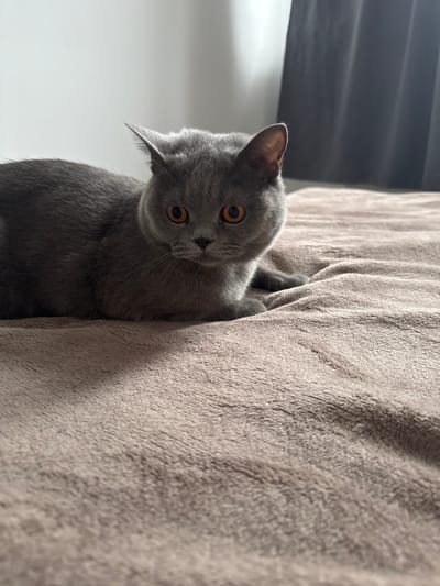 An adult, gray British Shorthair cat with bright orange eyes is lying on a plush, light brown blanket. The cat is positioned in the center of the frame, looking directly at the camera. Its ears are slightly perked, and its body is relaxed, with its paws tucked underneath. The background consists of a plain white wall on the left and a dark gray curtain on the right. The lighting appears to be natural, coming from a window to the left, casting subtle shadows on the blanket. The scene is indoors, likely in a domestic setting. There are no people present in the image. The specific location in Zielona Góra, Poland, cannot be determined from the image alone.