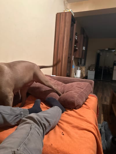 The media file shows a person's legs and feet, wearing gray pants and black socks, resting on an orange blanket. A brown dog is partially visible, lying down on a brown couch next to the person. The scene appears to be indoors, with a wooden floor and furniture in the background. There is a glimpse of a shelf with some items on it, and a partially visible doorway or opening. The lighting suggests it might be evening or nighttime. The overall mood seems relaxed and casual, with the person and dog seemingly comfortable. There is no visible text in the image.