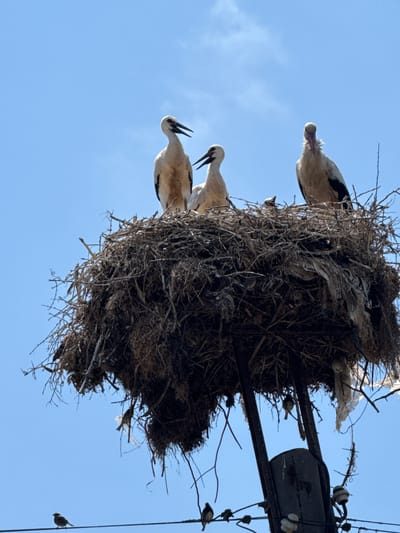A low-angle, full-shot photograph captures a large, messy nest constructed primarily of twigs and dried grasses, perched atop a utility pole against a clear, bright blue sky. Three storks are visible within the nest. The stork on the far left is facing left with its beak open. The middle stork is facing forward, looking left with its beak slightly open. The stork on the right is facing forward with its head slightly tilted and beak protruding. There appear to be at least two very small, dark figures, likely young storks or chicks, nestled deeper within the nest. The nest is partially composed of man-made materials, including strips of white plastic. Smaller birds are perched on wires below the nest, and the supporting utility pole, with insulators, is also visible. The scene is located in Ravadinovo, Bulgaria, likely during daylight hours, given the bright sky.
