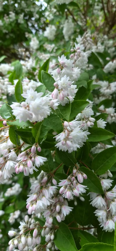 The image depicts a close-up view of a flowering shrub, likely a Deutzia, with abundant clusters of small, white, star-shaped flowers. Some of the flowers are still in bud form, showing hints of pink. The leaves are a vibrant green and ovate. The background is softly blurred, showing more of the same plant and foliage, suggesting a densely planted area. The overall impression is one of delicate, abundant blooms, indicative of a spring or early summer garden. There is no indication of a specific location in Sankt Gilgen, Austria, or any people or actions.