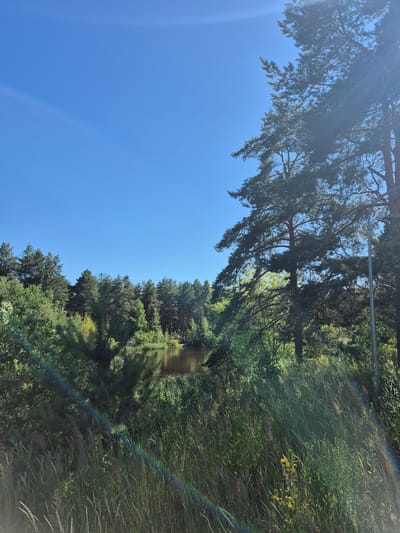 The image shows a sunlit scene of a tree-lined body of water, likely a river or canal, in Dzerzhinsk, Russia. The sky is a clear, bright blue, suggesting a sunny day. Tall pine trees with lush green foliage dominate the left side of the frame, their branches reaching out towards the water. The water itself reflects the trees and the sky, creating a mirror-like effect. The right side of the image is filled with dense, tall grass and other vegetation, interspersed with small yellow flowers. A faint rainbow or lens flare streaks across the grassy area, adding a touch of color and light to the scene. The overall impression is one of a peaceful, natural landscape bathed in sunlight. There are no people or visible text in the image. The time of day appears to be daytime, with the sun casting long shadows from the trees. The weather is clear and sunny.