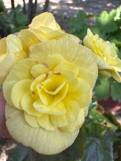 This is a close-up, eye-level shot of a cluster of yellow begonia flowers. The flowers are fully bloomed and layered, with delicate, ruffled petals. The lighting suggests it is daytime, likely outdoors, given the presence of green foliage in the background. Some of the petals have small brown spots and brown edges, indicating natural imperfections or possibly the beginning of wilting. A hint of a person's hand is visible in the lower right corner, holding the flower cluster steady, suggesting someone is showcasing or tending to the plants. The overall scene evokes a sense of natural beauty and tranquility, likely in a garden setting. There is no visible text in the image.