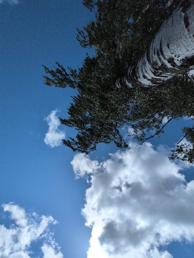The image displays an upward-facing view of a large tree and the sky over the city of Hartola, Finland. A substantial tree trunk, characteristic of a birch with white, peeling bark and dark markings, dominates the upper right portion of the frame, curving diagonally downwards from the upper right edge towards the center-left. Dark green foliage densely surrounds the trunk and extends across the upper and central areas of the image. The sky is a vibrant blue, with several white cumulus clouds. A prominent mass of white clouds occupies the lower right and central-lower sections, while smaller, scattered clouds are visible towards the upper left. No people, specific actions, or man-made objects are discernible. The scene depicts a natural outdoor environment under daylight conditions.
