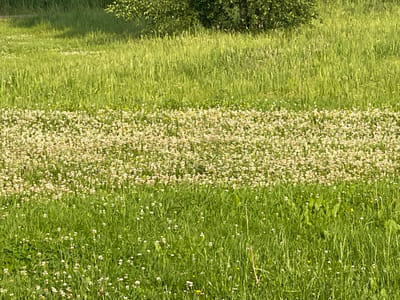 The image displays a sunlit meadow in Jelgava, Latvia. The foreground consists of lush green grass dotted with small white wildflowers. A horizontal band of denser, lighter-colored wildflowers, likely clover, traverses the middle ground of the image. Behind this band, tall green grass rises, leading to a dark green treeline in the upper portion of the image. The scene is devoid of people or any man-made structures, depicting a natural, outdoor environment.