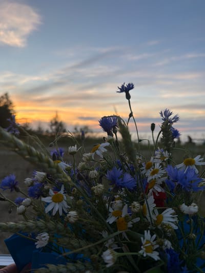 A close-up, vertically oriented shot captures a bouquet of wildflowers, primarily cornflowers and daisies, with a hint of red poppy visible. The flowers are densely packed, with green stems and some dried flower heads interspersed amongst the fresh blooms. A stalk of wheat is also prominent, woven into the bouquet. The bouquet is held by a hand that is only partially visible at the bottom right corner.

The background is a soft focus depiction of a landscape at sunset or sunrise. A body of water, likely the sea given the location context, is visible in the distance, meeting the sky. The sky is a canvas of pastel colors, with streaks of pale orange and yellow blending into a soft blue, indicative of either dawn or dusk. Wispy clouds add texture to the sky. The overall mood is serene and peaceful, evoking a connection with nature and the beauty of the Baltic coast. The image was taken in Plieņciems, Latvia, a location known for its coastal scenery. There is no visible text in the image.
