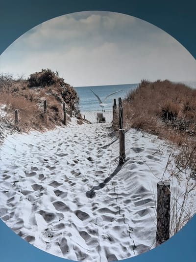 The image, framed within a circular border with a blue exterior, depicts a sandy beach scene. The primary subjects are a white seagull in flight, a weathered wooden fence post with wire, dry grasses and reeds, and the textured sand dunes. The scene is set on a beach, with the ocean visible in the background under an overcast sky. The sand is marked with numerous footprints, suggesting recent activity. Wooden planks are embedded in the sand, forming a rudimentary pathway or steps leading up the dune. A small, partially visible wooden structure, possibly a bench or part of a larger beach amenity, is situated near the seagull. The dry, brown vegetation indicates a cooler season or dry weather conditions. The lighting suggests it is daytime, likely overcast given the diffused light and lack of strong shadows. The location is identified as Maasdijk, Netherlands. No visible text is present in the image.