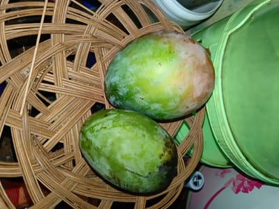 The media file displays a close-up, slightly overhead view of two unripe or partially ripe mangoes resting in a round, woven rattan basket. The basket, made of light brown strips, occupies a significant portion of the left and center of the frame, showcasing its intricate pattern.

The mangoes are predominantly green, with the upper mango exhibiting patches of yellow and a reddish-brown blush, suggesting it is beginning to ripen or has been exposed to sunlight. The lower mango is a more consistent green, with a darker, somewhat bruised or discolored patch towards its bottom right.

In the background, to the right of the basket, several household items are visible. A bright green plastic container or lid is prominent in the upper right quadrant, stacked or placed next to other, less discernible containers, including a white one. Towards the bottom right, beneath the green container, part of another item with a floral pattern (pink flowers on a white background) is visible. A small white object with a black circular logo, featuring a white cross-like or directional symbol, is partially seen near the bottom edge of the frame, between the basket and the floral item.

The scene appears to be an indoor setting, possibly a kitchen or storage area, illuminated by ambient or artificial light. There is no activity taking place; the image captures a still life arrangement. The presence of tropical fruit and the traditional rattan basket are consistent with the provided location context of Ciamis, Indonesia. No specific time of day or weather conditions are evident.