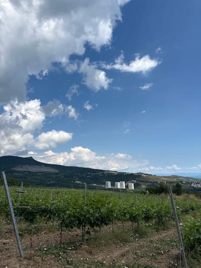 The image depicts a vineyard in the city of Chaika, Ukraine. In the foreground, rows of grapevines stretch across the frame, supported by metal posts and wires. The vines are lush and green, with dense foliage. The ground beneath the vines is a mix of dry soil and sparse grass, with a few small white flowers scattered throughout. In the middle ground, a mountainous landscape rises, covered in dark green trees and vegetation. On the slopes of the mountains, several modern white buildings are visible, resembling apartment complexes. Further in the distance, the terrain slopes down towards a body of water, likely the Black Sea, with a coastal town or village nestled along the shoreline. The sky above is a bright blue, dotted with scattered white clouds, some of which are large and cumulus. The overall scene conveys a sense of rural tranquility with hints of modern development.