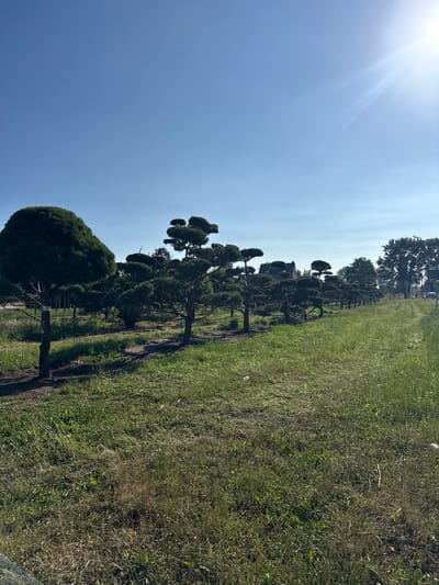 The image shows a row of meticulously pruned trees, likely pines, in a nursery or park setting under a clear blue sky with a bright sun. The trees are arranged in a line, with some appearing more rounded and others having a tiered, cloud-like shape, indicative of topiary. The ground is covered in grass and dirt pathways. In the background, buildings and taller trees are visible, along with a hint of a road or path extending into the distance. The overall scene suggests an outdoor horticultural display or garden center. The location is specified as Meerbusch, Germany. There are no people or animals visible in the image.