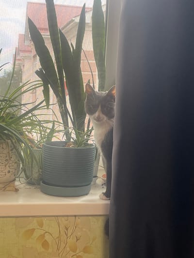 A grey and white cat peeks from behind a dark curtain on a windowsill. The cat is positioned to the right of several potted plants. The windowsill appears to be located in an apartment in Podstepki, Russia. Through the window, a building with red brick is visible. The environment is indoors, with soft lighting.