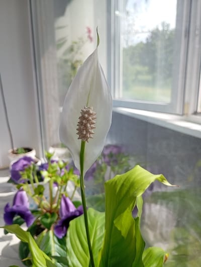 This media file shows a close-up of a white Peace Lily flower with its characteristic spadix. The flower is positioned in the foreground, slightly to the right of the frame. Behind it, a blurry arrangement of purple flowers and green foliage is visible in pots on what appears to be a windowsill. The background features a window with natural light streaming through, revealing a blurred outdoor scene with trees and greenery. The setting is indoors, likely a room with a view of a garden or natural landscape. The bright sunlight suggests it is daytime, possibly morning or afternoon. The focus is on the delicate details of the Peace Lily, contrasting with the softer, out-of-focus elements of the surrounding plants and the exterior view. The overall mood is tranquil and serene, highlighting the beauty of the plant. There is no visible text in the media file. The location context is Krasnoarmeysk, Russia.