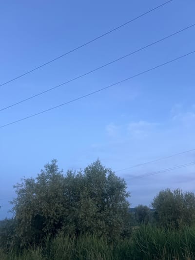 The image shows a serene natural landscape at dusk in Bârnova, Romania. The sky is a pale blue with wispy clouds, suggesting the transition from day to night. Three parallel power lines stretch across the upper portion of the frame, a man-made element contrasting with the natural surroundings. Below the sky, a dense growth of lush green trees and tall grass occupies the mid-ground and foreground, creating a sense of abundance and tranquility. The vegetation appears healthy and vibrant, indicating a favorable environment. The lighting suggests that it is twilight, with the sun having recently set or about to rise, casting a soft, diffused light over the scene. There are no people or animals visible in the image, emphasizing the peaceful and undisturbed nature of the location. The overall atmosphere is one of quietude and natural beauty.