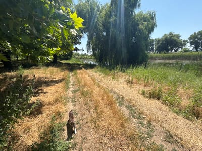 The image depicts an outdoor scene with a variety of natural elements, including dry grass, green foliage, trees, and a body of water that reflects the sky and vegetation. The orientation of the image is rotated, with the sky appearing at the bottom and the ground at the top.

In the upper portion of the image, a small animal, possibly a cat or a small dog, is visible walking on a path covered with dry grass and scattered green plants. The animal has a grey and white coat and is casting a distinct shadow to its left, indicating the direction of the sun. The terrain appears somewhat dry and arid, with patches of green vegetation interspersed with the straw-like grass.

The lower half of the image shows a reflection of the scene in a body of water. Tall green trees with dense foliage dominate the reflection, creating a dark, lush appearance. There are also hints of buildings or structures reflected in the water, though they are not clearly discernible. A bright blue sky is visible above the reflected trees.

In the foreground, on the right side of the rotated image, a cluster of vibrant green leaves from a leafy tree is prominent. These leaves are brightly lit, suggesting it is daytime. The overall impression is a serene natural setting, possibly a park or a rural area, likely during a sunny day. No text is visible in the image.