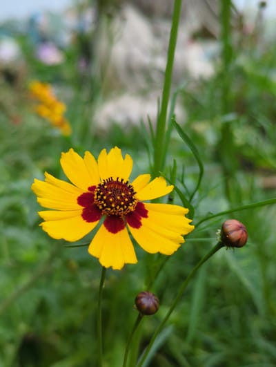 The image shows a close-up of a yellow and burgundy Coreopsis flower with two unopened flower buds, set against a blurry background of green foliage. The location in Shunde District, China is not identifiable from the image.