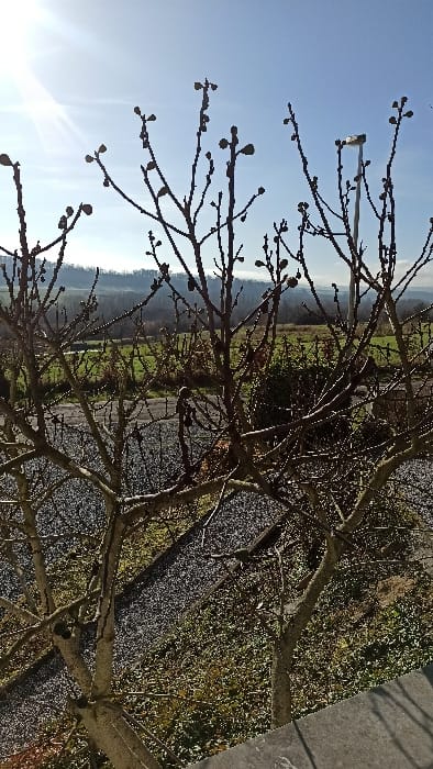 The image displays an outdoor, elevated perspective of a rural landscape in Florenville, Belgium, captured on a bright, clear day. In the immediate foreground, a multi-trunked deciduous tree with light brown-grey bark occupies the majority of the frame, its numerous bare branches extending upwards and outwards. Prominent, dark, ovoid buds are visible along the branches, along with several small, dark, round objects, possibly shriveled fruits or galls. The bottom right edge reveals a grey, textured concrete or stone surface, likely a railing or wall. Below the tree, the ground is covered with sparse, dry vegetation and denser, dark green shrubs.
A dark-toned path or narrow road, possibly gravel or asphalt, runs horizontally through the midground, partially obscured by the foreground tree's lower branches. Beyond this path, expansive green fields or meadows extend towards a series of rolling hills in the background. These hills are predominantly covered with dense, bare deciduous trees, suggesting a forested area. The sky above is clear and bright blue, with a distinct sun flare originating from the upper left quadrant. A tall, slender grey lamppost is visible on the right side of the frame, its top section extending above the horizon line. No individuals, animals, or explicit actions are discernible within the scene.