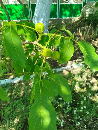 The image displays a close-up view of a walnut tree branch with several unripe green walnuts and large green leaves. The branch is positioned in the foreground, with sunlight casting dappled shadows on the leaves. In the background, a green fence with white trim is visible, along with a whitewashed tree trunk and overgrown grass and small white flowers on the ground. The scene appears to be an outdoor setting, likely a garden or yard, within the city of Ceadîr-Lunga, Moldova. No people are present in the image.