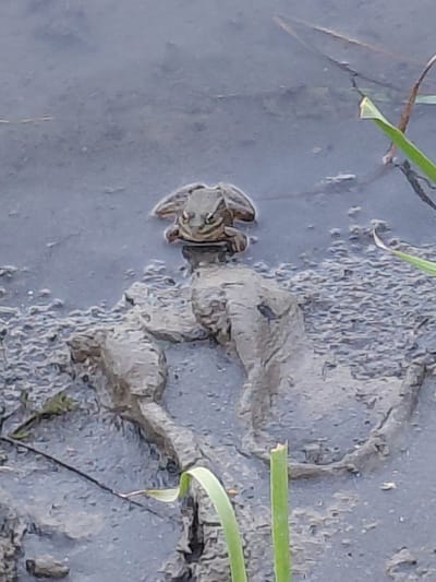 A small, brown frog is partially submerged in muddy water, with its head and front legs visible. The frog is positioned in the center of the frame, facing directly towards the camera. The surrounding environment is a muddy bank with some blades of green grass emerging from the water. The water appears murky and still. There are no other living creatures or objects of significance in the frame. The location is not specified in the image or its context.