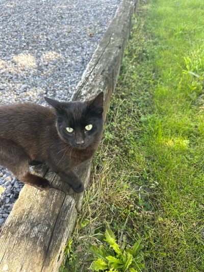 A black cat with green eyes is perched on a weathered wooden beam. To the left of the beam, there is a surface covered with small gray gravel. To the right of the beam, there is a patch of green grass with some weeds. The scene is outdoors and appears to be in Moortown, Ireland.