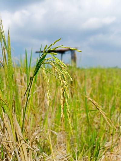 The image shows a close-up of a rice stalk in a field in Gampong Teungoh, Indonesia. The rice stalk is laden with unripe green grains. In the background, the field stretches out, a blur of green and yellow stalks, with a hint of a structure, possibly a shelter or part of a building, in the distance. The sky above is partly cloudy, with soft white clouds against a pale blue backdrop. The focus is sharp on the rice grains, highlighting their texture and color, while the surrounding environment is softened, creating a sense of depth. The overall impression is one of agricultural productivity and the natural beauty of a rural landscape.