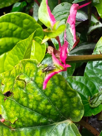 A vibrant close-up displays diverse plant life. Lush green leaves, some with speckled patterns, dominate the view. Bright pink, tubular flowers add a striking contrast. A small fly rests upon one of the leaves, and a tiny snail clings to another. A section of the leaf has been eaten, revealing its texture.