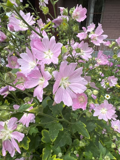 The image depicts a cluster of pink mallow flowers in bloom, set against a backdrop of lush green foliage. In the upper right corner, a brick building with a window is partially visible, suggesting an urban or suburban setting. The overall impression is one of a natural scene integrated into a man-made environment. The image quality is good, with clear focus on the flowers and surrounding vegetation. There are no people or animals present in the scene. The setting, a garden or courtyard in Zelenograd, Russia, is suggested by the presence of the building and the type of vegetation. The flowers are in various stages of bloom, with some fully open and others still in bud. The petals are delicate and show a subtle veining pattern. The leaves are a deep green, with some showing a yellowing edge, possibly indicating seasonal changes or a slight nutrient deficiency. The lighting is natural, suggesting it was taken during daylight hours.