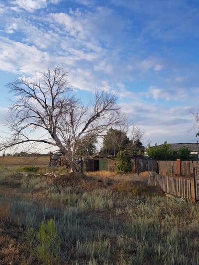The image depicts a rural scene in the village of Dolen, Kazakhstan, characterized by a dry, sparse landscape under a partly cloudy blue sky. In the foreground, dry, wispy grasses and some green foliage dominate the ground. A large, dead, leafless tree with intricate branching stands prominently to the left of center, its trunk thick and gnarled. Behind the tree, a small, dilapidated wooden structure with a green door is visible, alongside other wooden outbuildings and a weathered wooden fence. A tractor is partially obscured behind the dead tree and some debris. In the background, a residential building with a tiled roof and more green trees suggest habitation. The overall impression is one of a rural, somewhat neglected setting bathed in natural light.