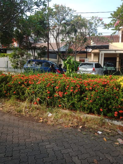 The image depicts a residential street scene in Tangerang, Indonesia, during daylight hours. The foreground is dominated by a paved road constructed of interlocking dark gray blocks. Adjacent to the road is a dense hedge of Ixora flowers, characterized by their vibrant red clusters of blossoms and lush green foliage. Scattered among the hedge and on the edge of the road are dry leaves and some debris, including crumpled white paper.
Behind the hedge, two vehicles are visible. The first, a blue minivan, is parked on the left side of the frame. Two individuals, a woman wearing a black hijab and a darker garment, and another person in similar attire, are seated on a red motorcycle next to the minivan, suggesting they may have just arrived or are preparing to depart.
Further back, a silver hatchback is parked on the right. Its license plate is partially visible, appearing to read "B 2973 UUU." The background reveals houses with tiled roofs, typical of Indonesian residential architecture, with some trees and electrical wires crisscrossing the sky. The overall impression is a quiet, sunlit suburban street.