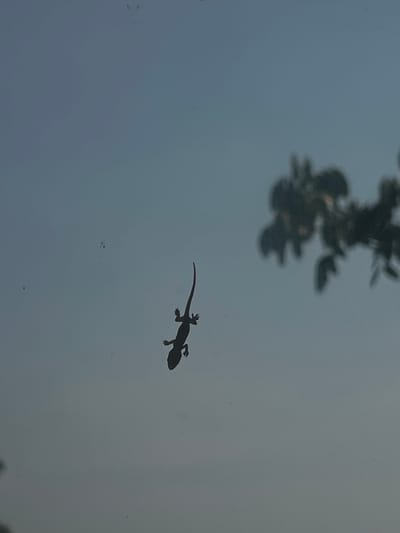 A low-angle shot shows a gecko silhouetted against a light gray or blue background, possibly a window or reflective surface. The gecko is positioned towards the upper right of the frame. A blurred, dark mass resembling leaves or foliage is visible at the top of the image. Small specks are scattered on the surface, possibly dust or imperfections. The scene's location is Santa Cruz de Yojoa, Honduras.
